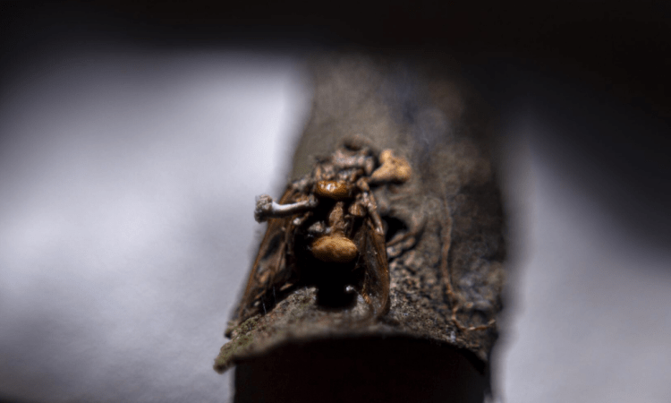 hongo hormiga zombie